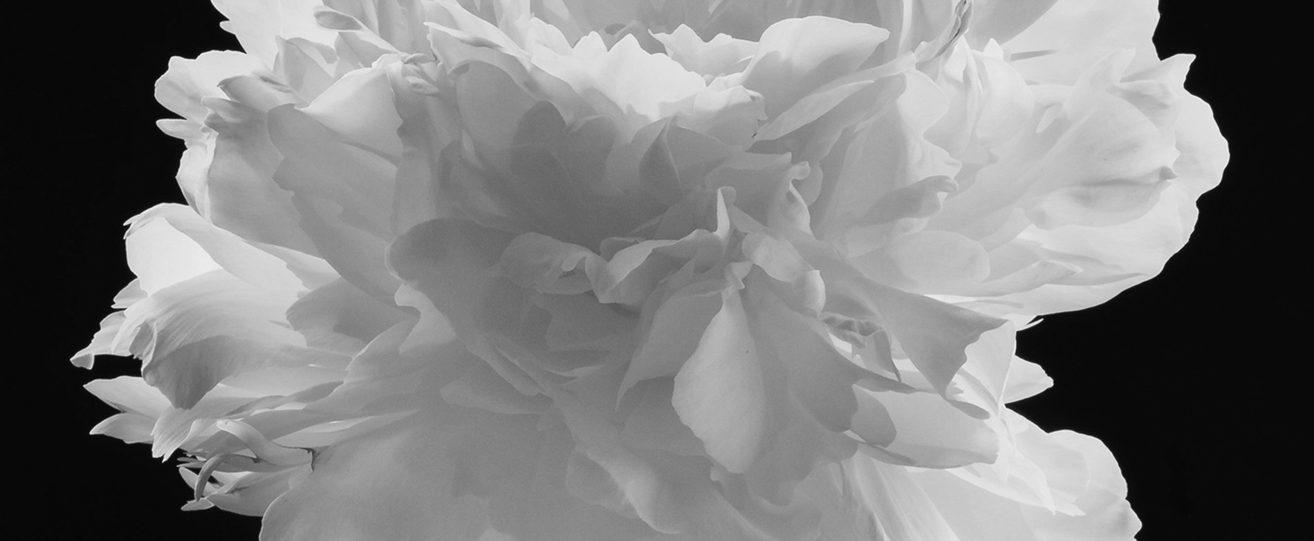 Flor branca em preto e branco