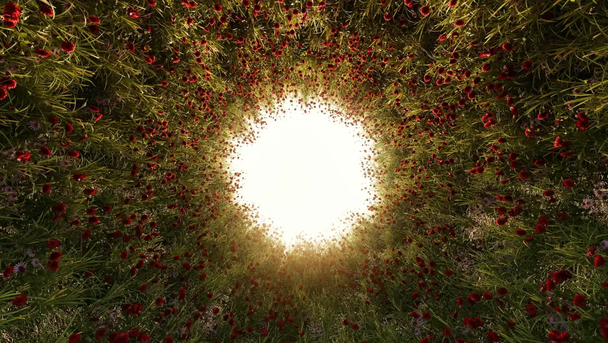 Luz entre a vegetação