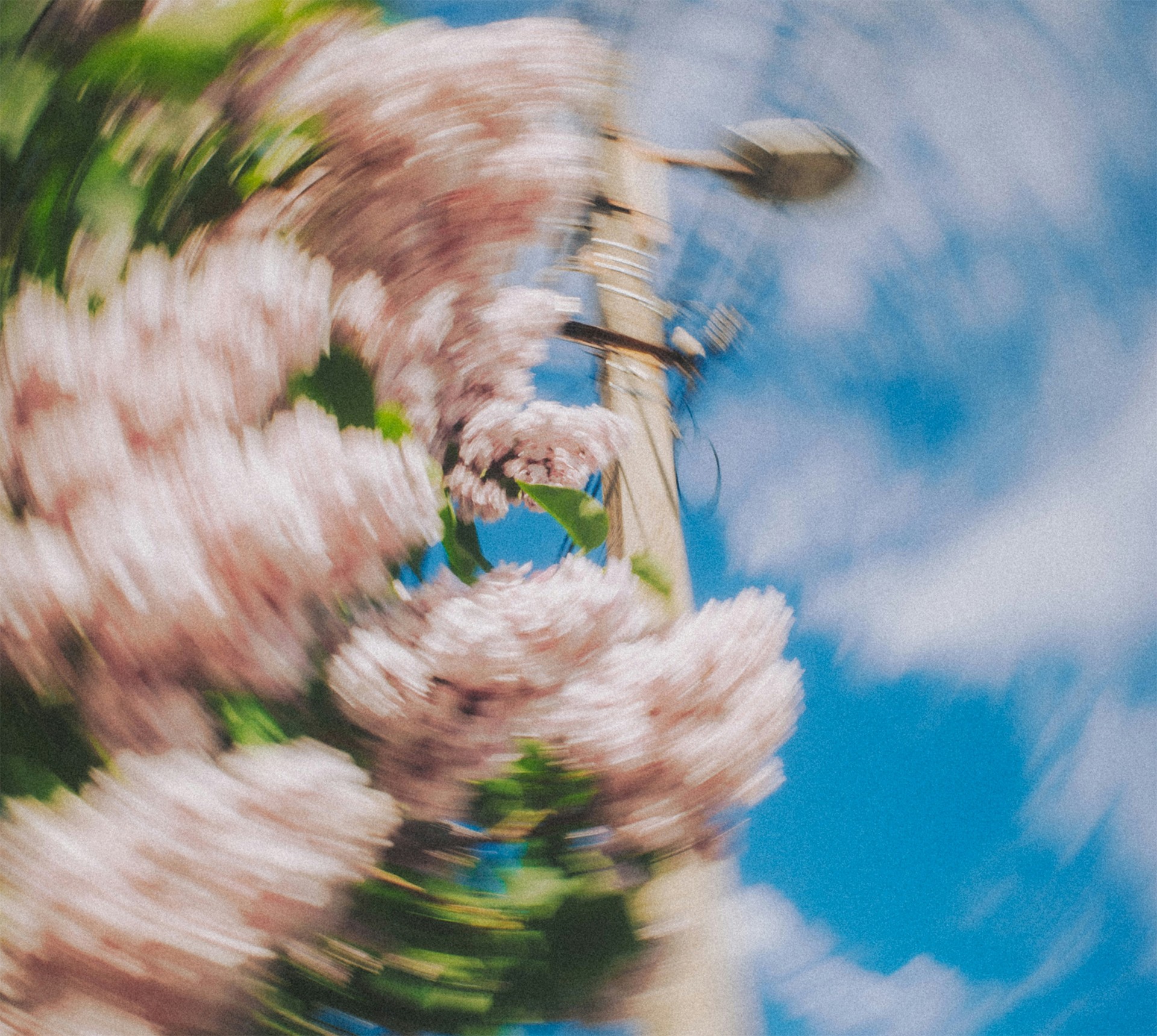 Flores em movimento contra o céu azul